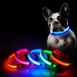 Leuchtendes LED-Hundehalsband